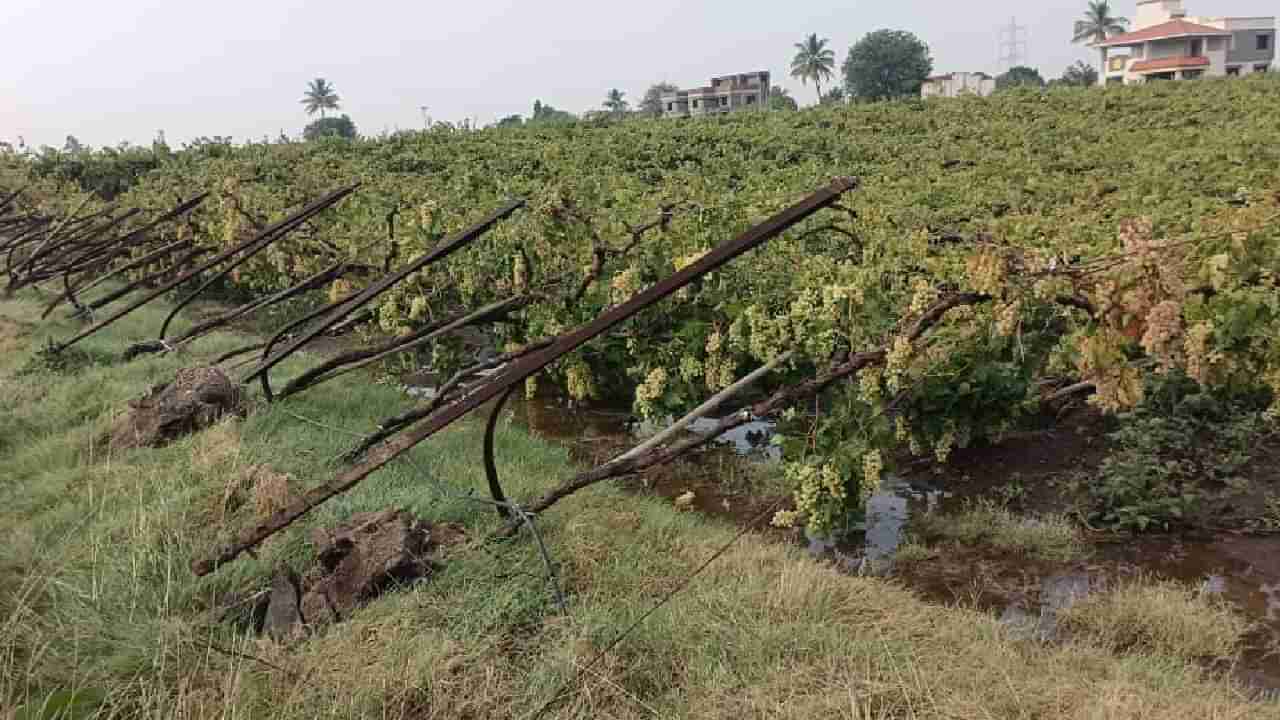 वादळी वाऱ्यासह आलेल्या पावसानं स्वप्नांचा चिखल; तळहाताच्या फोडाप्रमाणे जपलेली द्राक्षबाग भुईसपाट...