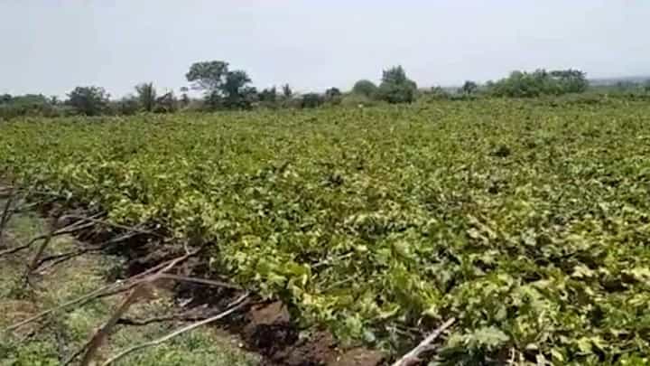अवकाळी पावसामुळे 'इतक्या' हजार हेक्टर शेतीचं नुकसान; राज्याच्या कृषी आयुक्तांची माहिती अवकाळी पावसामुळे 'इतक्या' हजार हेक्टर शेतीचं नुकसान; राज्याच्या कृषी आयुक्तांची माहिती