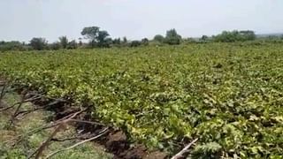 Prabhani Farming : रब्बी हंगाम संपला; शेतकऱ्यांची खरीपाची लगभग सुरू, मशागतींवर भर