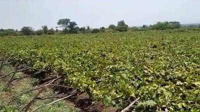 Video : नाशिक जिल्ह्याला सलग चौथ्या दिवशी गारपिटीसह अवकाळी पावसाचा फटका