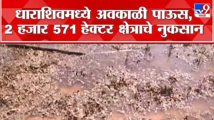 धाराशिवमध्ये अवकाळी पावसाचं थैमान, हजारो हेक्टर जमीनीवरील पिकांचं नुकसान; पंचनाम्याला सुरूवात धाराशिवमध्ये अवकाळी पावसाचं थैमान, हजारो हेक्टर जमीनीवरील पिकांचं नुकसान; पंचनाम्याला सुरूवात