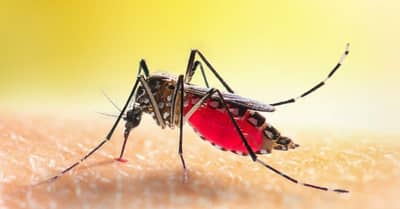 डासांनी छळ मांडलाय, घरच्या घरी करा डासांचा बंदोबस्त