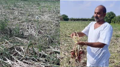 कांदा नगरीचा राजाशेतातच सडणार, उन्हाळ कांद्यामध्येही शेतकरी तोट्यातच