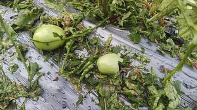 अशा स्थितीत रॅली काढणे म्हणजे आपली संवेदनशीलता निघून जाईल; भाजप नेत्याने शेतकऱ्यांना दिला दिलासा...