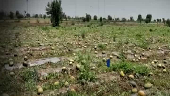 टरबूज उत्पादक नुकसानग्रस्त शेतकऱ्यांना मदत द्या, कुणी केली सरकारकडे मागणी टरबूज उत्पादक नुकसानग्रस्त शेतकऱ्यांना मदत द्या, कुणी केली सरकारकडे मागणी