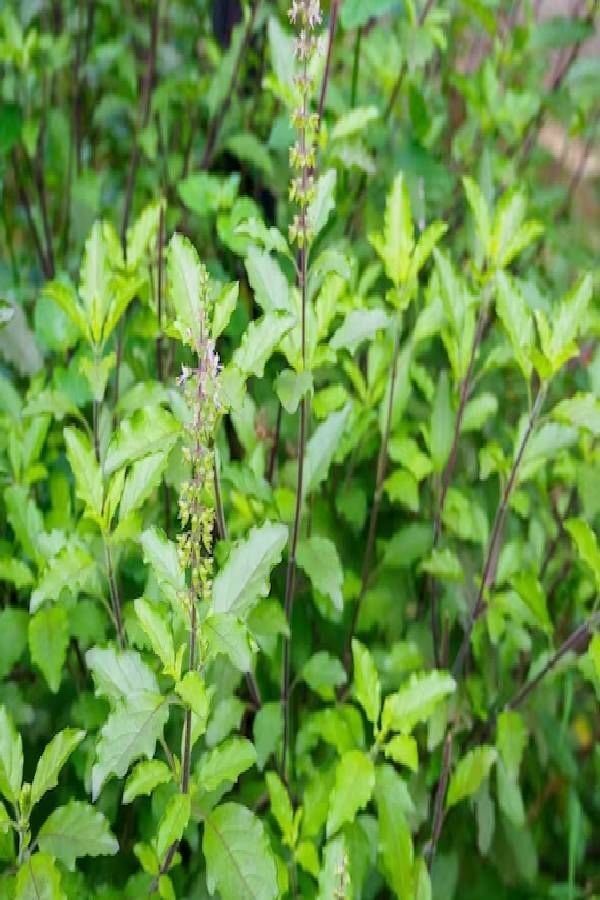 राम आणि कृष्ण तुळशी मध्ये काय आहे फरक? कोणती तुळस लावल्याने घरात येते सुख समृद्धी राम आणि कृष्ण तुळशी मध्ये काय आहे फरक? कोणती तुळस लावल्याने घरात येते सुख समृद्धी