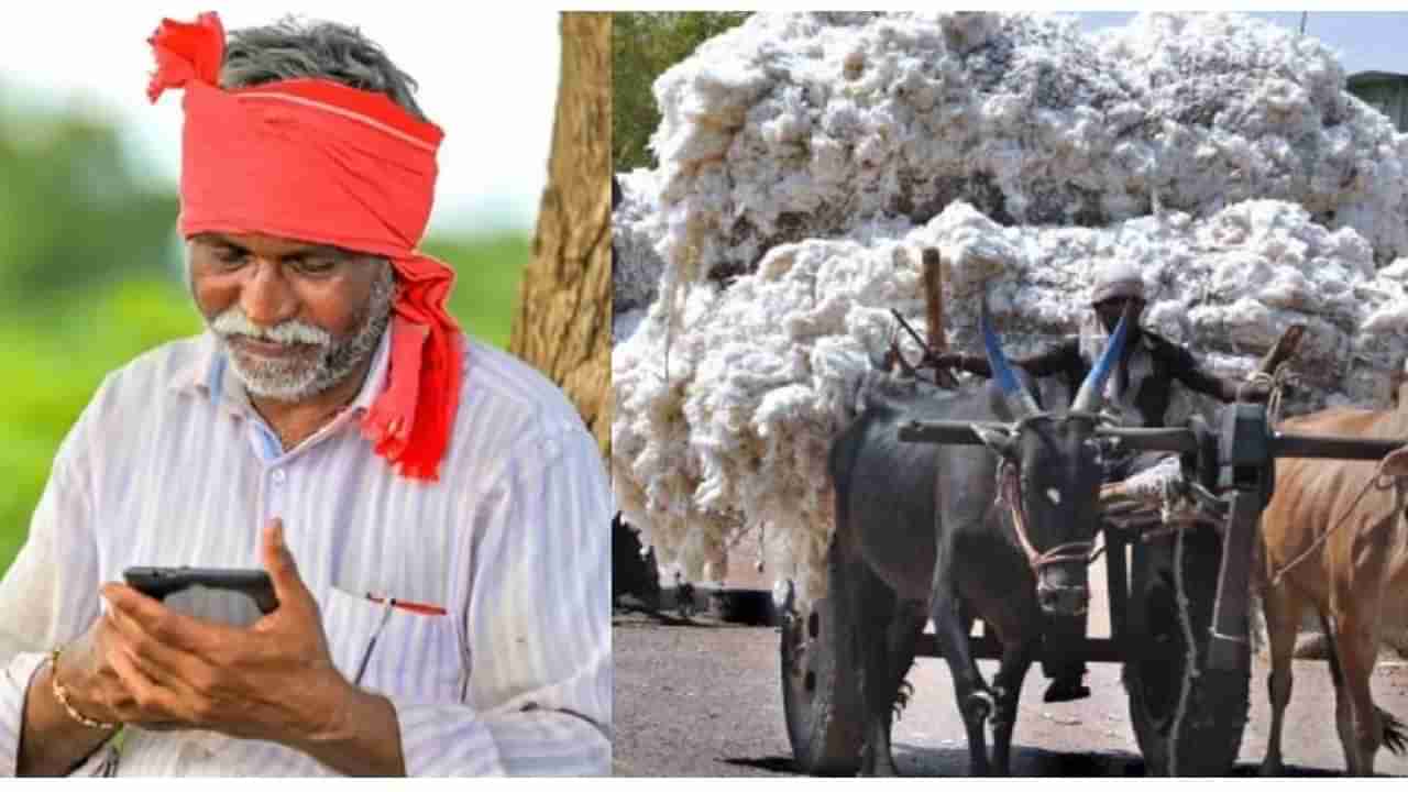 cotton rate | कापूस भाव | शेतकरी बांधवांसाठी सर्वात मोठी खुशखबर, आता वाट पाहू नका, देऊन टाका