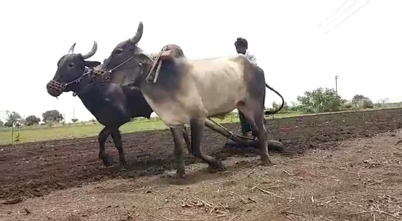 Prabhani Farming : रब्बी हंगाम संपला; शेतकऱ्यांची खरीपाची लगभग सुरू, मशागतींवर भर