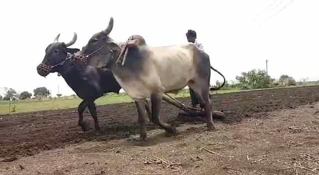 Prabhani Farming : रब्बी हंगाम संपला; शेतकऱ्यांची खरीपाची लगभग सुरू, मशागतींवर भर Prabhani Farming : रब्बी हंगाम संपला; शेतकऱ्यांची खरीपाची लगभग सुरू, मशागतींवर भर