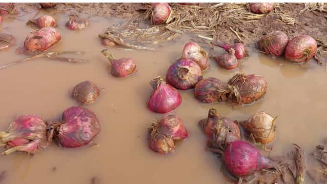 सलग चौथ्या दिवशीही अवकाळी संकट, सोन्या सारखं पीक पाण्यात; नाशिकमधील पोल्ट्री व्यावसायिकांनाही फटका
