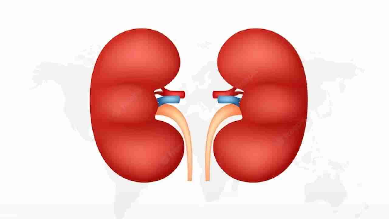 Kidney Health : उन्हाळ्यात का वाढते किडनी स्टोनची समस्या ? जाणून घ्या कशी घ्यावी किडनीची काळजी