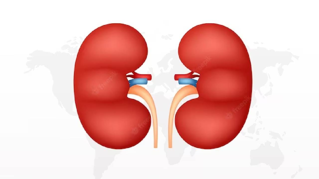 Kidney Health : उन्हाळ्यात का वाढते किडनी स्टोनची समस्या ? जाणून घ्या कशी घ्यावी किडनीची काळजी