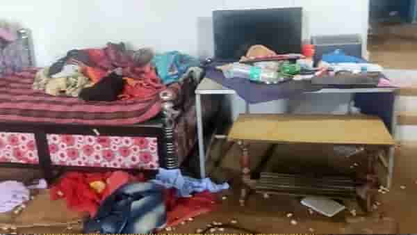 डोळ्यादेखत 220 पाळीव डुकरे, 200 किलो काजू चोरटे सगळचं केलं लंपास; कुटुंबीयांकडे हताशपणे पाहण्याशिवाय पर्यायच नव्हता..