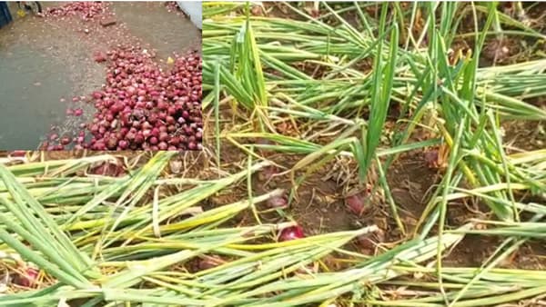 Unseasonal Rain : काल इथे शेती होती... कांदा गेला, डाळींब गेले, द्राक्षाच्या बागाही गेल्या; नाशिकच्या शेतकऱ्यांच्या डोळ्यात फक्त पाणी