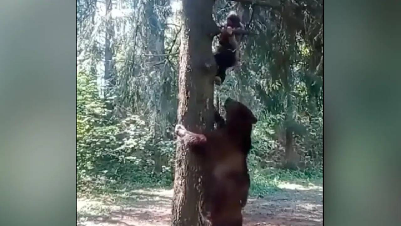 VIDEO | अस्वलापासून जीव वाचवण्यासाठी माणूस झाडावर चढू लागला, अस्वलही चढले आणि माणसाचे पाय ओढू लागले, मग... VIDEO | अस्वलापासून जीव वाचवण्यासाठी माणूस झाडावर चढू लागला, अस्वलही चढले आणि माणसाचे पाय ओढू लागले, मग...