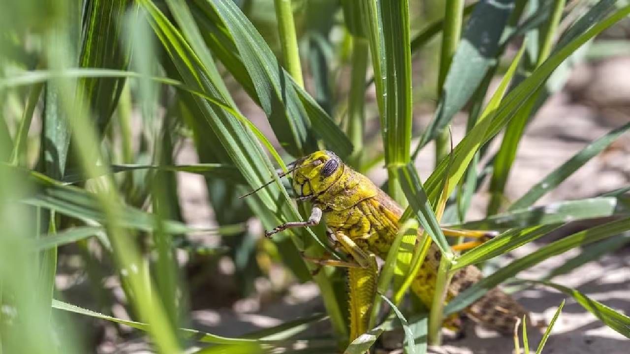 Agriculture News : पाऊस आणि गारपिटीनंतर पिकांवर किडींचा हल्ला! शेतकऱ्यांनी ही सूचना नक्की वाचावी Agriculture News : पाऊस आणि गारपिटीनंतर पिकांवर किडींचा हल्ला! शेतकऱ्यांनी ही सूचना नक्की वाचावी