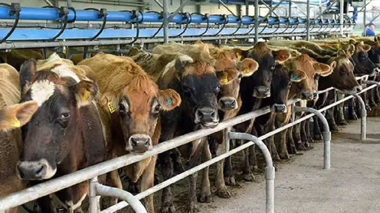 जगातील सर्वात मोठी दु्र्घटना डेअरी फार्ममध्ये झालेल्या स्फोटात 18 हजार