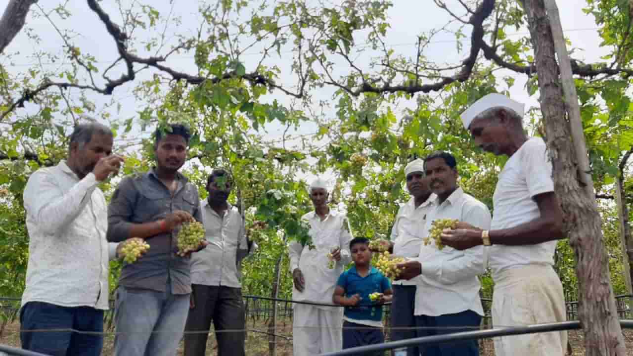 बेदाण्यासाठी सुद्धा द्राक्ष कुणी घेईना, गारपीटीने द्राक्ष झाडावरच सडला; द्राक्ष उकिरडयावर फेकण्याची वेळ