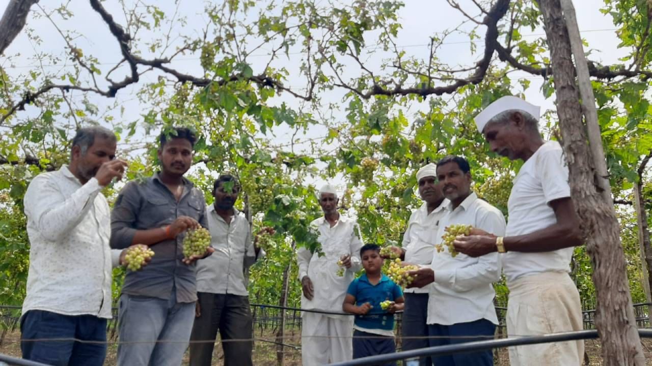 बेदाण्यासाठी सुद्धा द्राक्ष कुणी घेईना, गारपीटीने द्राक्ष झाडावरच सडला; द्राक्ष उकिरडयावर फेकण्याची वेळ