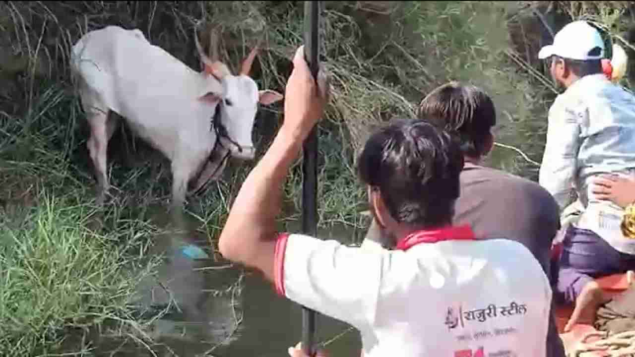 70 हजारांचा बैल गावात आणला अन् थरार घडला, एक बैल,4 मगरी, किस्सा चर्चेत