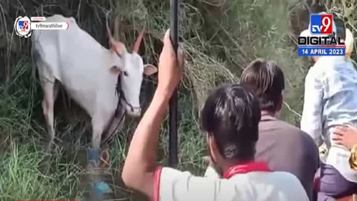 बैल बिथरला अन् नदीत पडला, मगरींच्या तावडीतून तब्बल चार तासांनंतर बैलाची सुटका, बघा व्हिडीओ बैल बिथरला अन् नदीत पडला, मगरींच्या तावडीतून तब्बल चार तासांनंतर बैलाची सुटका, बघा व्हिडीओ