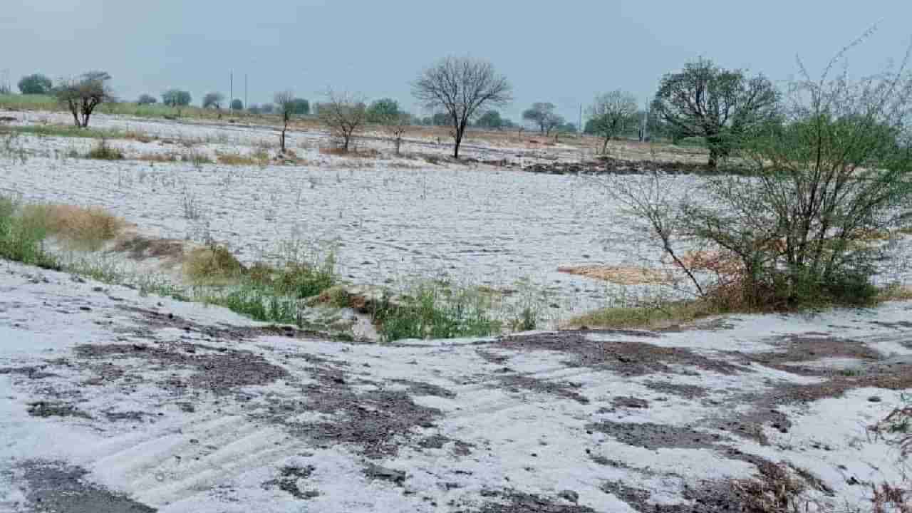 Unseasonal Rain : काढणीला आलेल्या पिकांना अवकाळी पावसाचा फटका, शेतात गारांचा खच