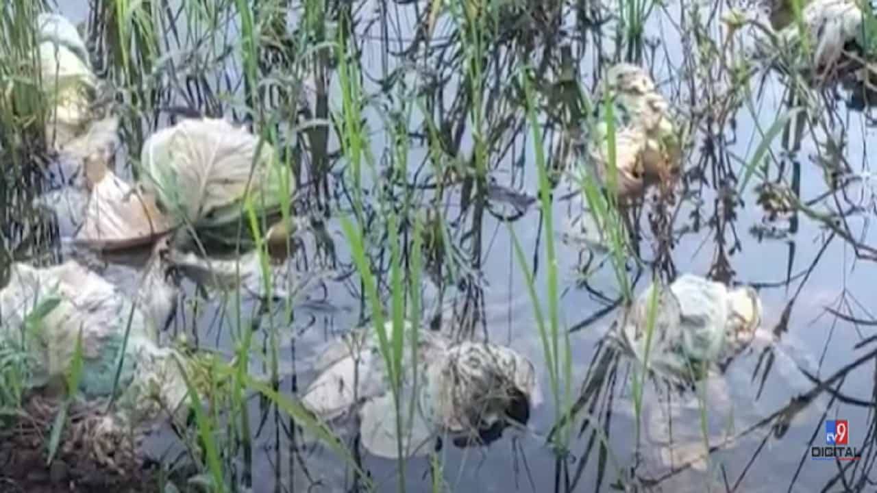 नाशिक जिल्ह्यात तुफान गारपीट, शेत पीकं भुईसपाट अन् शेतकरी झाला हवालदिल