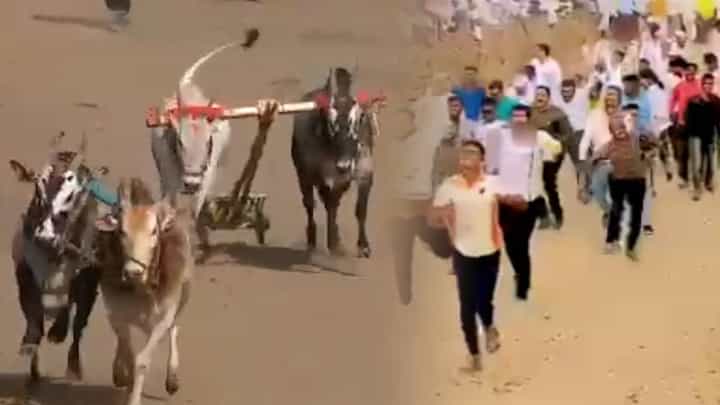 हिंद केसरी घाटात 250 बैलगाड्यांचा थरार; बैलगाडा मालकांचा जल्लोष हिंद केसरी घाटात 250 बैलगाड्यांचा थरार; बैलगाडा मालकांचा जल्लोष
