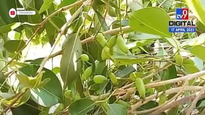 जिगरबाज शेतकऱ्यानं फुलवलं ‘जांभूळ वन’, बघा आधुनिक तंत्रज्ञानाची कमाल