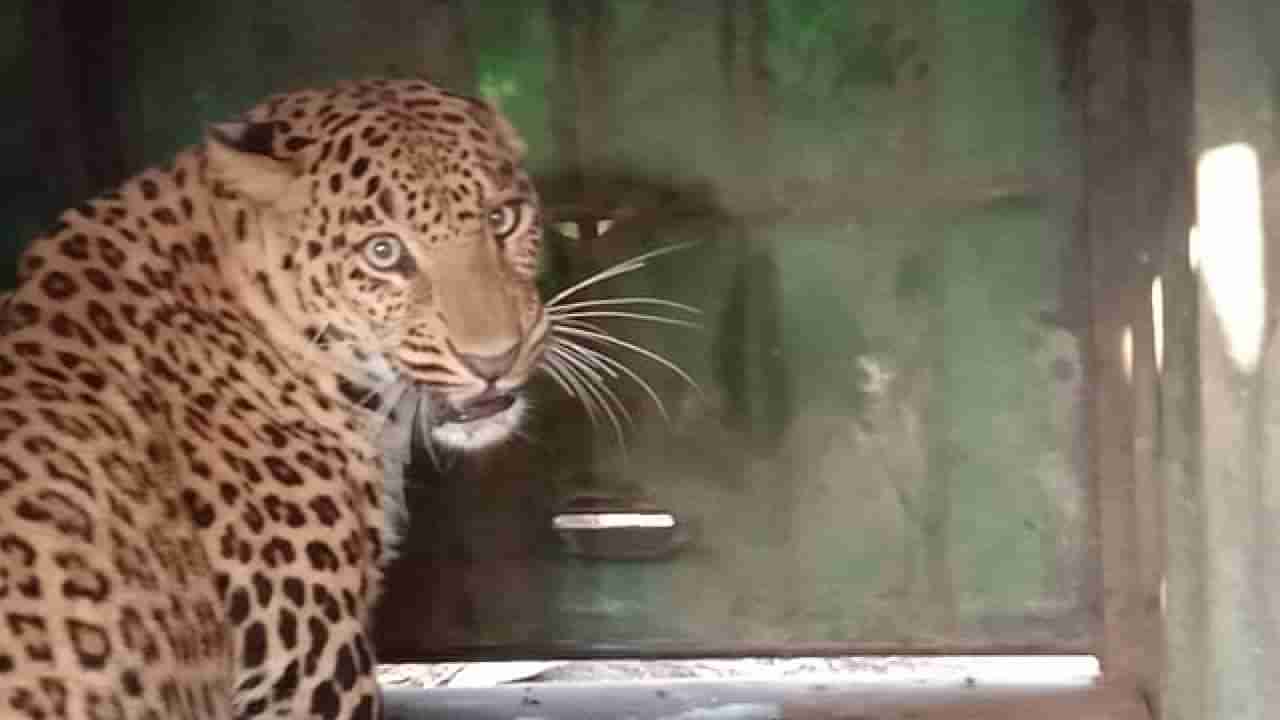 Leopard Attack : शिवारात बांधलेल्या गाईच्या वासरावरती बिबट्याचा हल्ला, महिनाभरापासून बिबट्या एकाच ठिकाणी, वनविभाग...