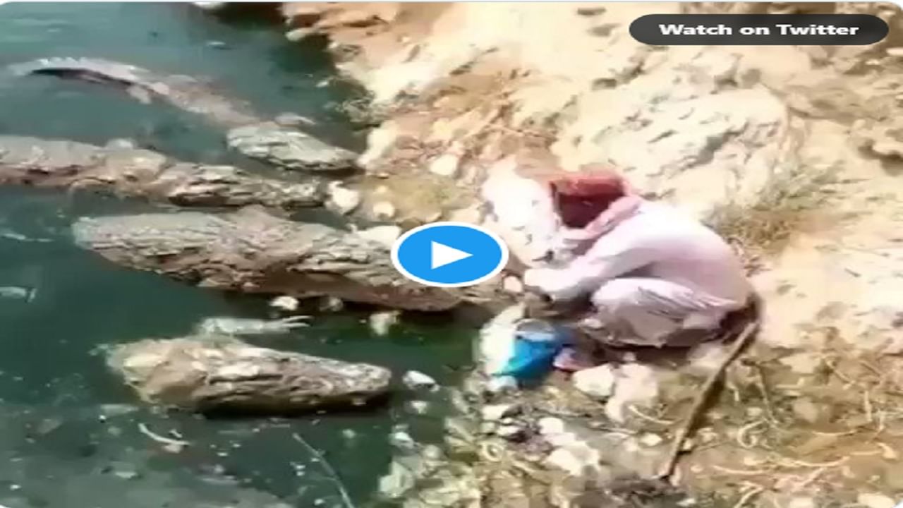Video | धाडसी माणूस चार मगरींना एकाचवेळी स्वत:च्या हाताने जेवणं देतोय, व्हिडिओ पाहणारे म्हणतात 'अजिबात घाबरत नाही' Video | धाडसी माणूस चार मगरींना एकाचवेळी स्वत:च्या हाताने जेवणं देतोय, व्हिडिओ पाहणारे म्हणतात 'अजिबात घाबरत नाही'