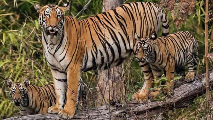 चंद्रपूर जिल्ह्यात पट्टेरी वाघांचा दरारा; किमान 198 आणि कमाल 248 वाघांची नोंद चंद्रपूर जिल्ह्यात पट्टेरी वाघांचा दरारा; किमान 198 आणि कमाल 248 वाघांची नोंद