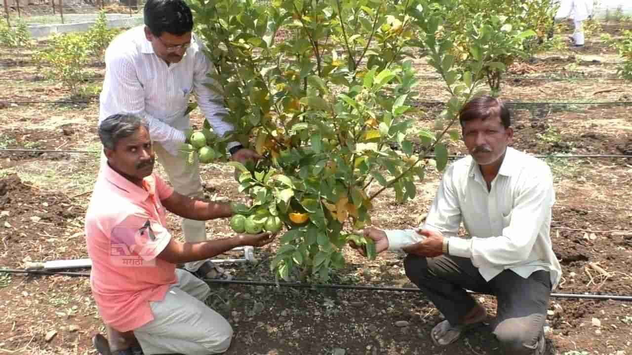 शिक्षकाने शेतात फुलवलं नंदनवन, शेतकऱ्यांसमोर निर्माण केला हा आदर्श, वाचनीय अशी कहाणी