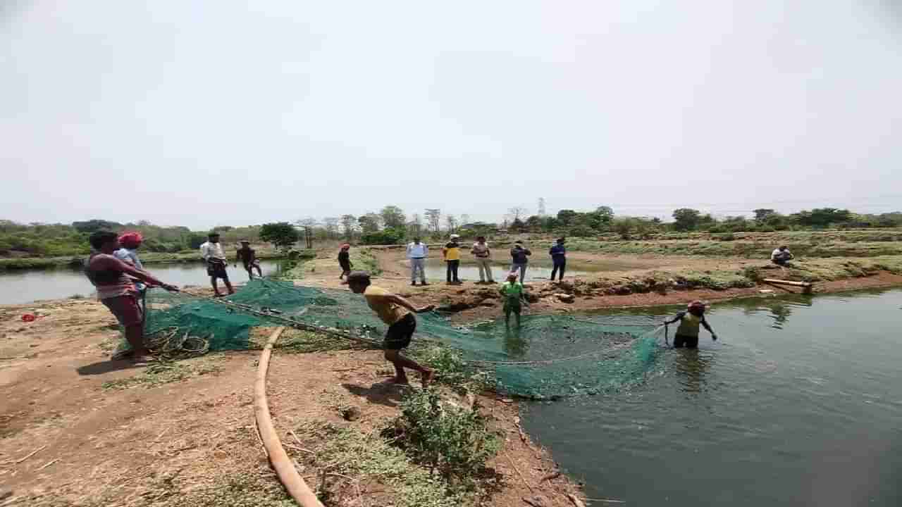 तर अनर्थ घडला असता... 3 हजार किलो थाई फिश जप्त; हा मासा खाल्ल्याने होतो जीवघेणा आजार