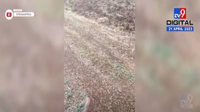 वादळी वाऱ्यासह गारांच्या पावसानं ‘या’ जिल्ह्याला झोडपलं, बळीराजा आर्थिक संकटात