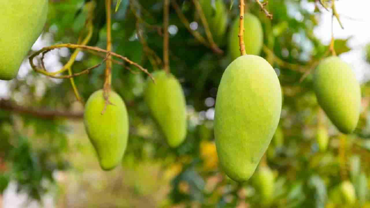 Raw Mango : उन्हाळ्यात का करावे कैरीचे सेवन ? जाणून घ्या कारण आणि फायदेही