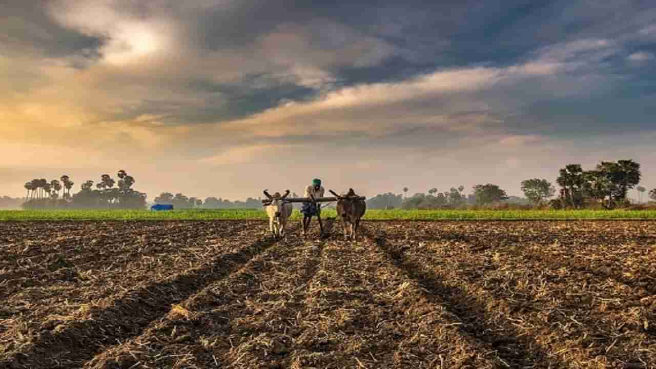 बळिराजाचं टेंशन वाढलं! अवकाळी येऊन गेला पण कहर करून गेला, ते पीक कसंबसं वाचवलं पण...