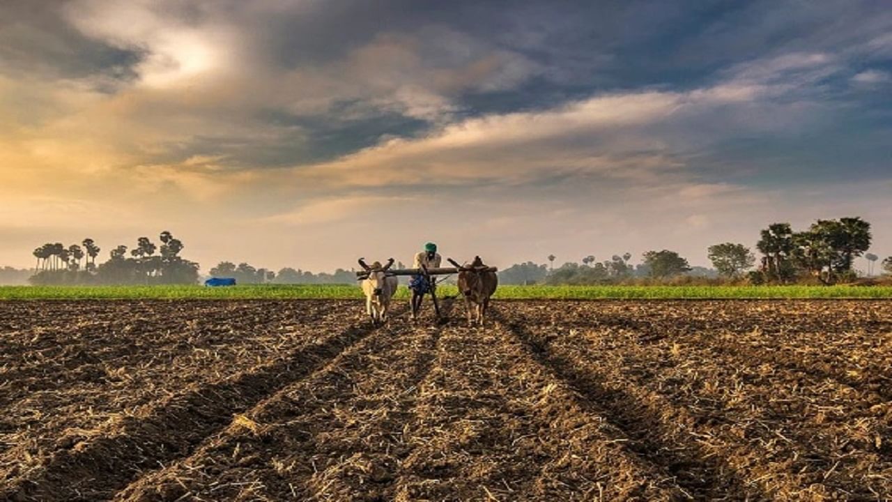 बळिराजाचं टेंशन वाढलं! अवकाळी येऊन गेला पण कहर करून गेला, 'ते' पीक कसंबसं वाचवलं पण...