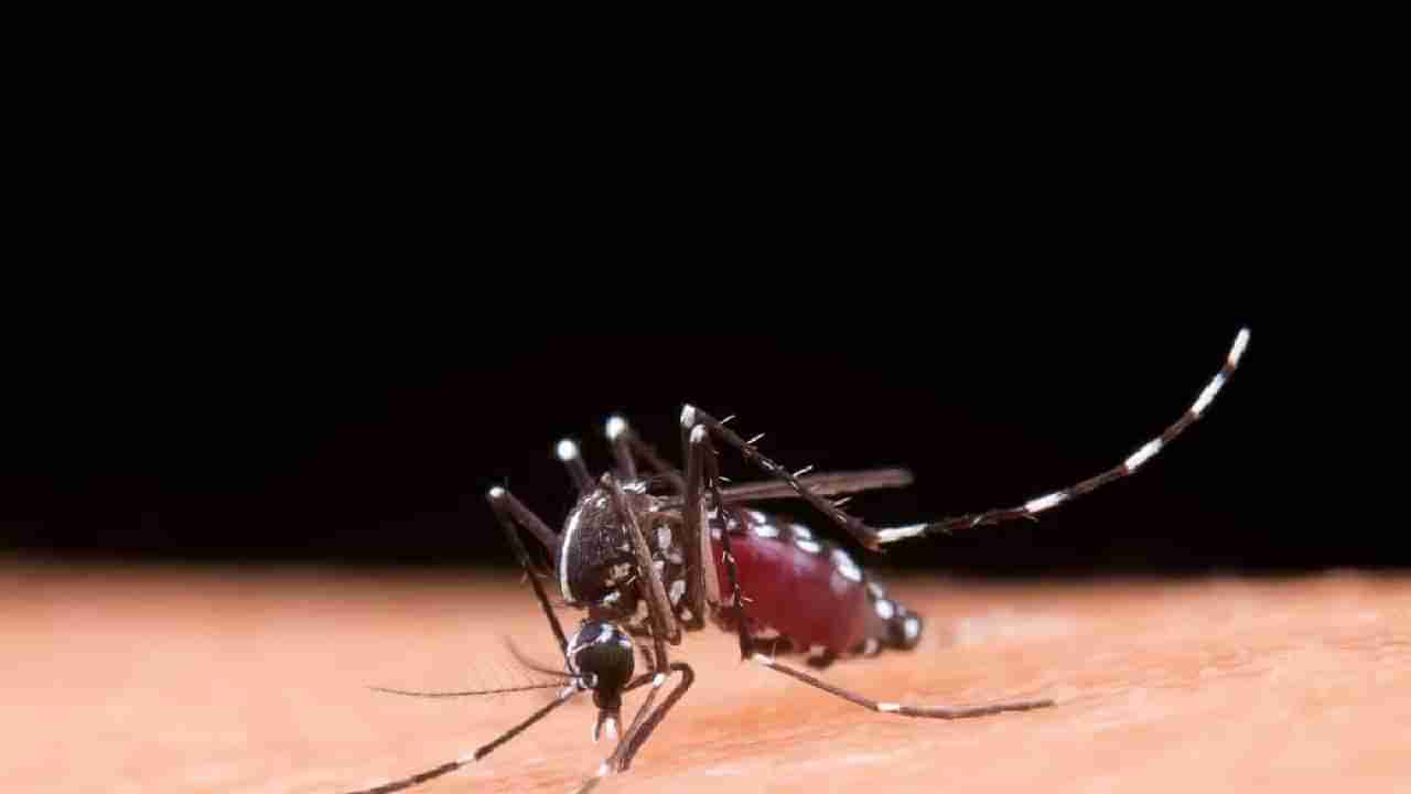 World Malaria Day 2023 : ही आहेत मलेरियाची प्रमुख लक्षणे, डासांपासून करा स्वत:चा बचाव, अशी घ्या काळजी