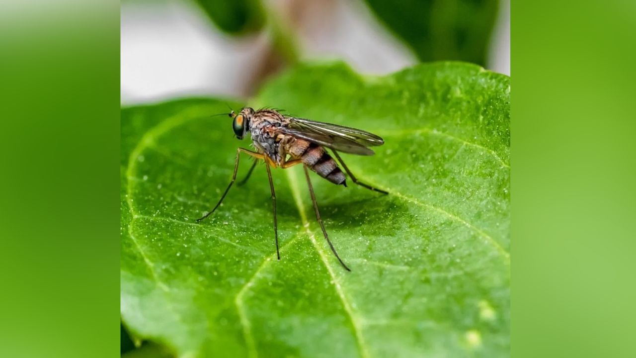 आश्चर्यकारक गोष्ट म्हणजे, माणसांना नर डास नाही तर मादी डास चावतात. कारण त्यांच्या अंड्याच्या विकासासाठी मादी डासांना प्रथिनांची गरज असते, जी त्यांना मानवी रक्तातून मिळते. त्यामुळे ते मादी डास माणसांना चावतात.