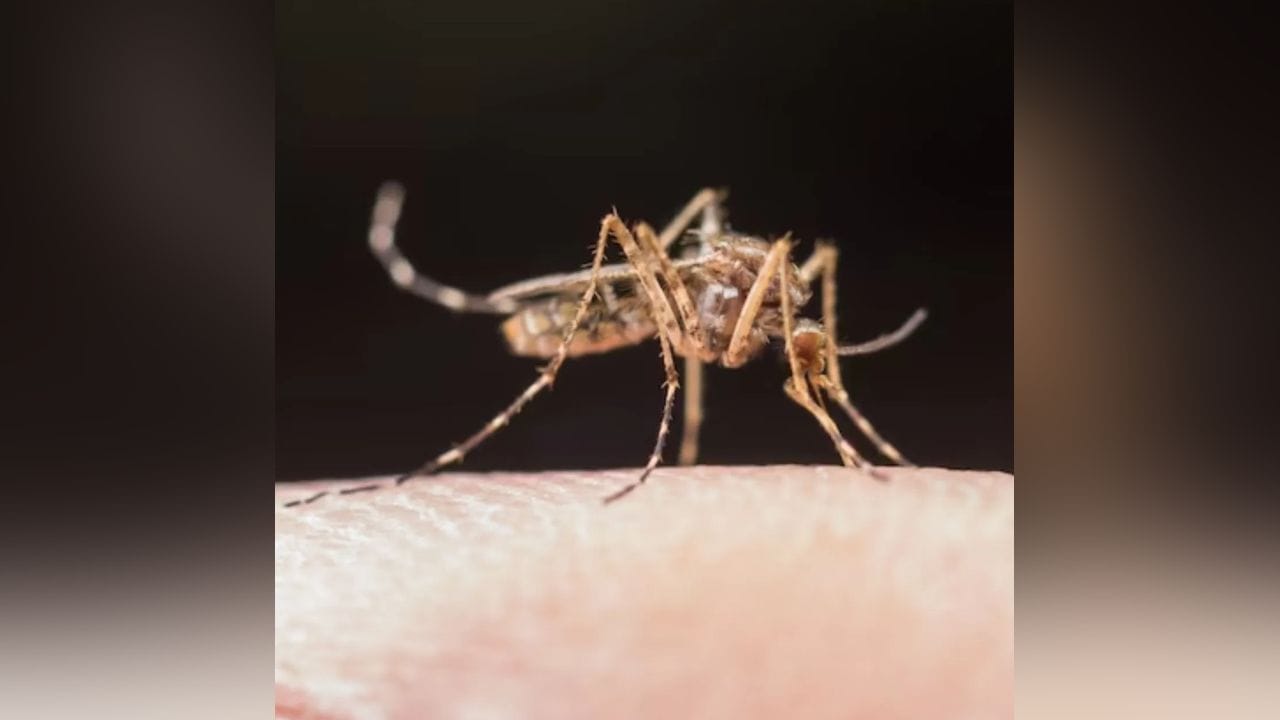 आज जागतिक मलेरिया दिवस आहे. मलेरियाबाबत जागरूकता निर्माण करण्यासाठी दरवर्षी 25 एप्रिल रोजी हा दिवस साजरा केला जातो. या दिवशी मलेरियाबाबत लोकांना माहिती दिली जाते आणि जनजागृती घडवली जाते. 