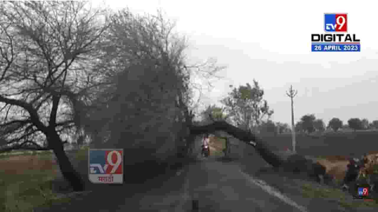 बुलढाण्यात अवकाळीचा पुन्हा फटका; बळीराजा खचला, झाडे रस्त्यावर उन्मळून पडली अन्...