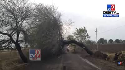 बुलढाण्यात अवकाळीचा पुन्हा फटका; बळीराजा खचला, झाडे रस्त्यावर उन्मळून पडली अन्…