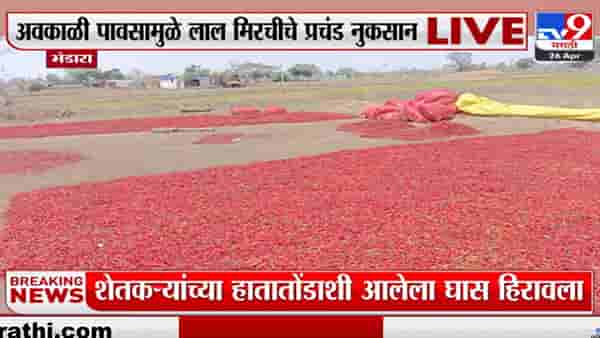 यंदा लाल मिर्ची रडवणार, बदलत्या वातावरणाचा फटका