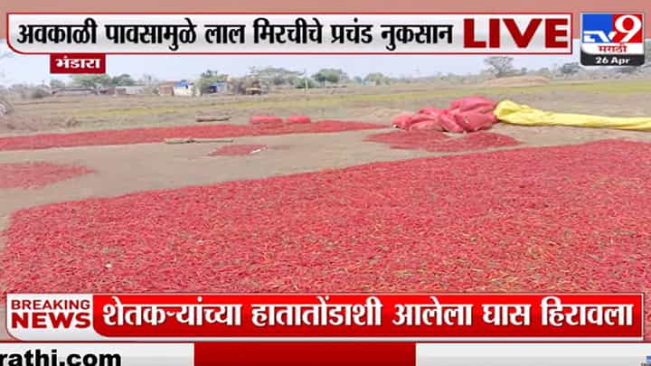 यंदा लाल मिर्ची रडवणार, बदलत्या वातावरणाचा फटका यंदा लाल मिर्ची रडवणार, बदलत्या वातावरणाचा फटका