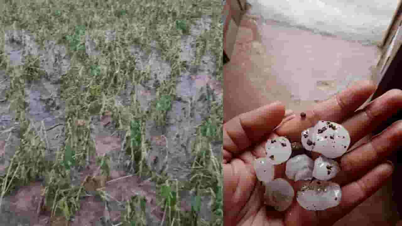 अमरावतीत अवकाळी पावसाची अवकृपा, पिकांची नासाडी अन् बळीराजा उद्धवस्त