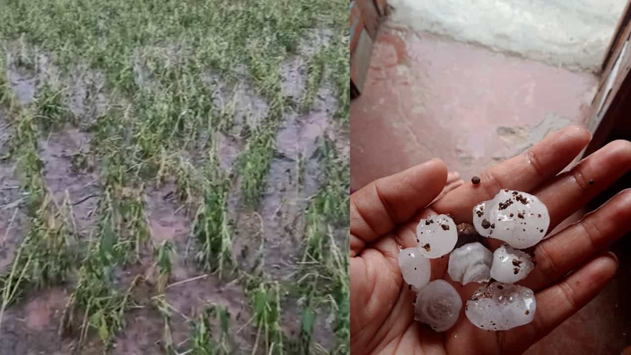 अमरावतीत अवकाळी पावसाची अवकृपा, पिकांची नासाडी अन् बळीराजा उद्धवस्त अमरावतीत अवकाळी पावसाची अवकृपा, पिकांची नासाडी अन् बळीराजा उद्धवस्त