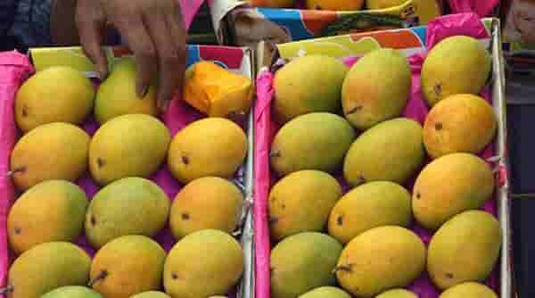 बदलत्या हवामानाचा आंबा उत्पादकांना फटका, झाडावरील आंबे गळून पडू लागल्यामुळे लाखो रूपयांचे नुकसान