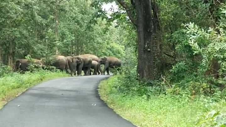 आले रे हत्ती आले...; कोणत्या जिल्ह्यात 20 ते 25 हत्ती, वनविभाग आला अलर्टमोडवर? आले रे हत्ती आले...; कोणत्या जिल्ह्यात 20 ते 25 हत्ती, वनविभाग आला अलर्टमोडवर?
