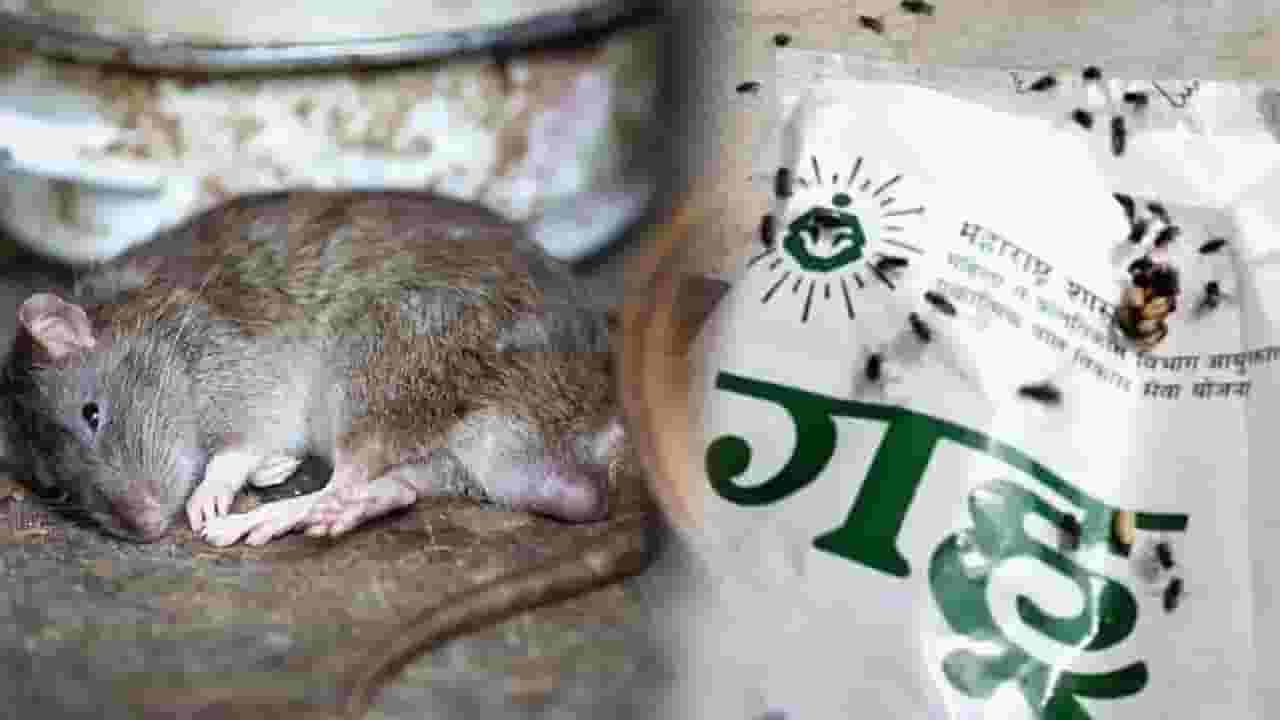 धक्कादायक! पोषण आहारात उंदीर; अन् तोही सडलेला, कुठं आली घटना उघडकीस?